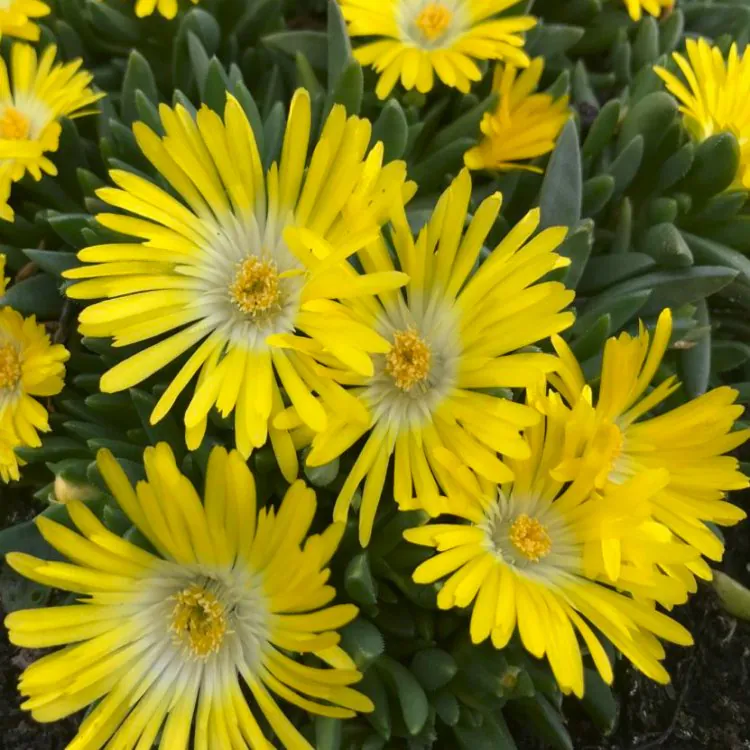 Delosperma Congestum - Gold Nugget