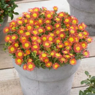 Delosperma Cooperi Wheels of Wonder "Fire"