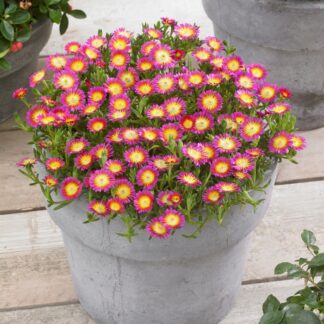 Delosperma Cooperi Wheels of Wonder "Hot Pink"