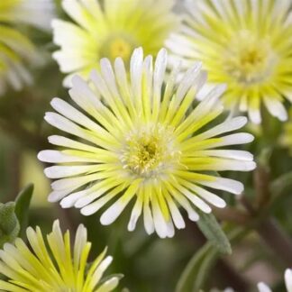 Delosperma Cooperi Wheels of Wonder "Limoncello"