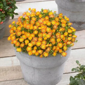 Delosperma Cooperi Wheels of Wonder "Orange"