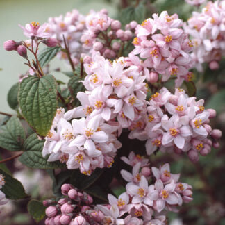 Deutzia 'Mont Rose'