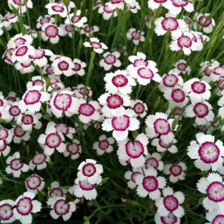 Dianthus Deltoides Artic Fire