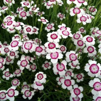 Dianthus Deltoides Arctic Fire
