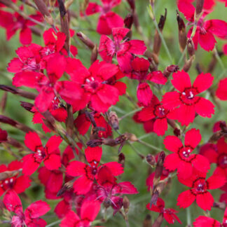 Dianthus Deltoides Flashing Light