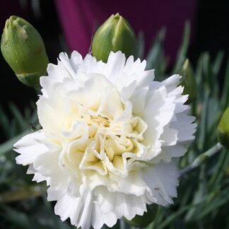 Dianthus Scent First Memories