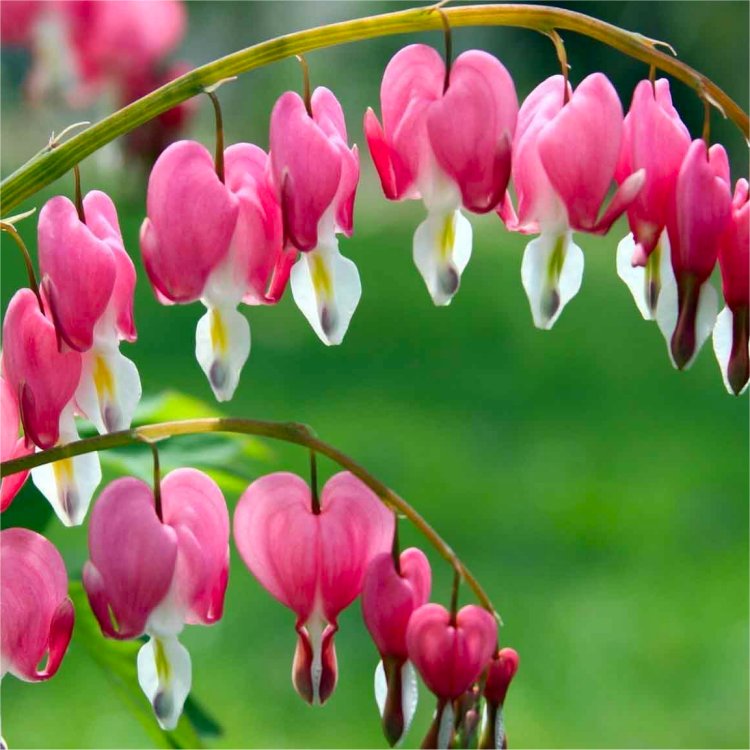 Dicentra Spectabilis (Lamprocapnos) - Bleeding Heart Plant