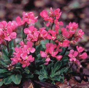 Arabis Blepharophylla Red Sensation