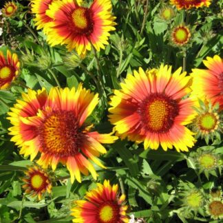 Gaillardia 'Tokajer' - Blanket Flower