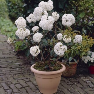 Viburnum 'Eskimo' - Arrowwood Plant