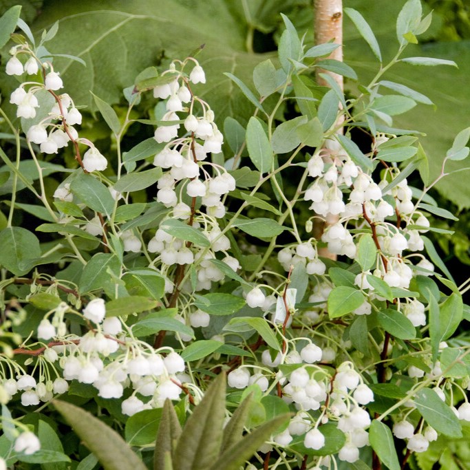 Zenobia Pulverulenta 'Blue Sky' - Dusty Zenobia