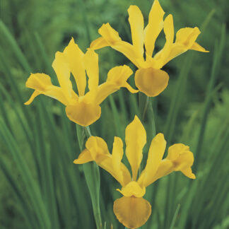 Iris Dutch Golden Harvest - Pack of 10 Bulbs