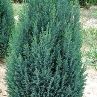 Chamaecyparis Lawsoniana Ellwoodii - Lawsons Cypress
