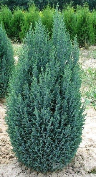 Chamaecyparis Lawsoniana Ellwoodii - Lawsons Cypress