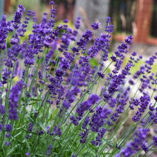 Lavender Hidcote Blue - Lavendula Hidcote