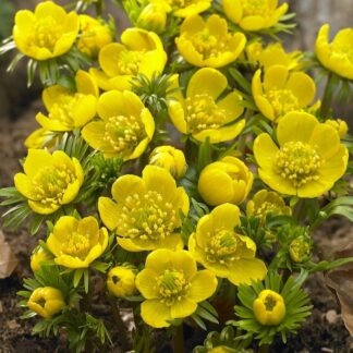 Eranthis Cilicica - Winter Aconite - Pack of 8