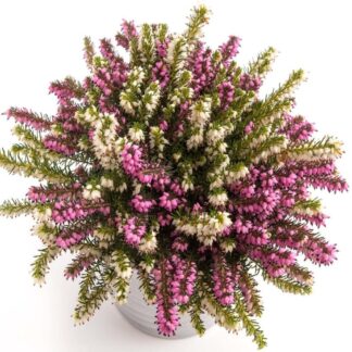 Twin Erica Darleyensis White And Red Large Duo Winter Flowering Heather - in Bud & Bloom