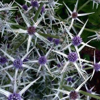 Eryngium Varifolium - Sea Holly