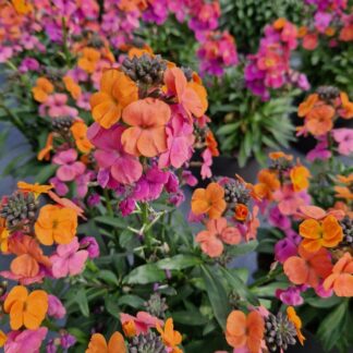 Erysimum Sunset - Perennial Wallflower