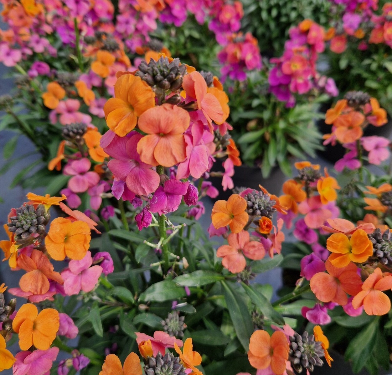 Erysimum Sunset - Perennial Wallflower