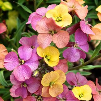 Erysimum Tricolour