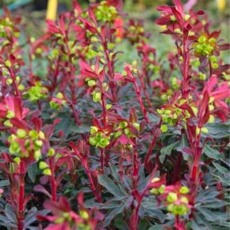 Euphorbia Amygdaloides Purpurea - Purple Leaf Euphorbias