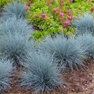 Festuca Glauca Blue Fescue - Pack of Five Plants