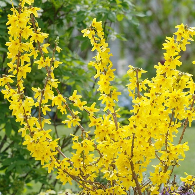 Forsythia Goldrush