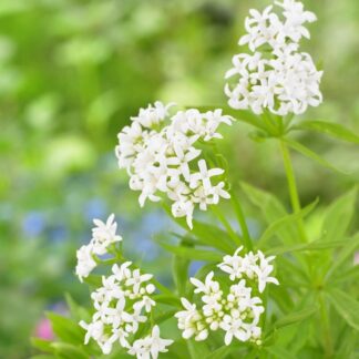 Galium Odoratum - Sweet Woodruff - Asperula Odorata