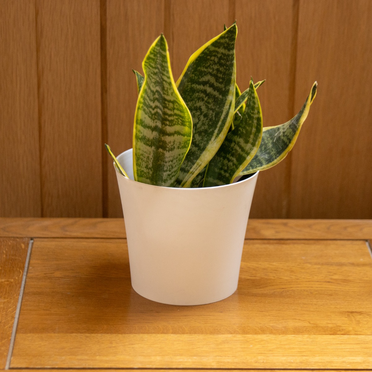 Variegated Snake Plant - Sansevieria - in Classic White Display Pot - 30-50cm
