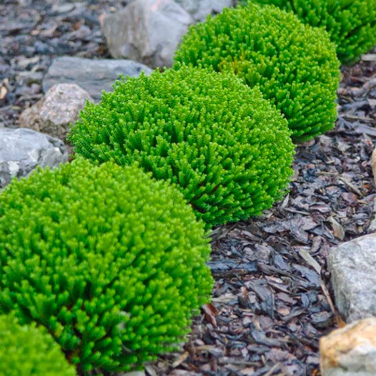 Hebe Emerald Green Globe - Pack of Three Plants