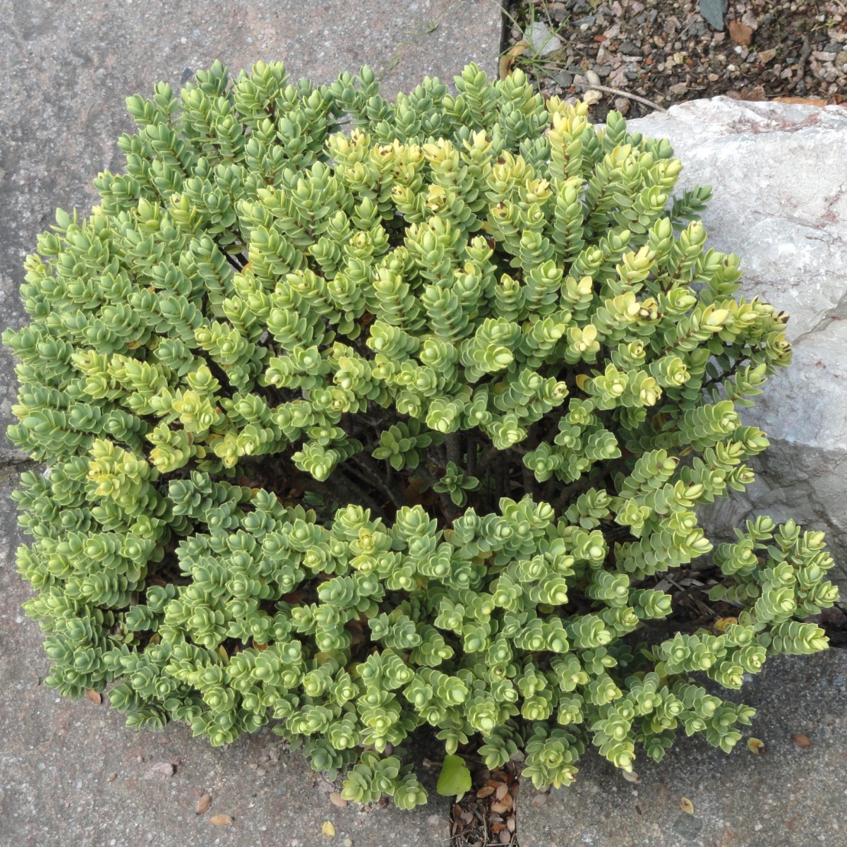 Hebe Topiaria - Veronica Topiaria