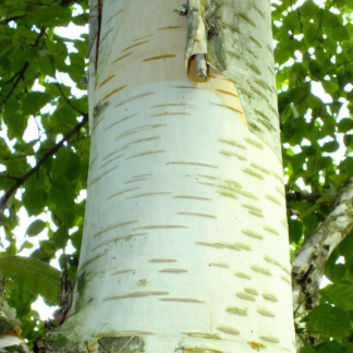 Betula Utilis 'Melony Sanders' - Himalayan Birch - Circa 2m Tall
