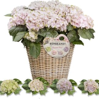 Hydrangea Rembrandt Elegant