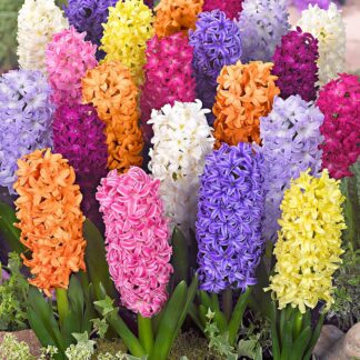 Assorted Rainbow Hyacinths - Pack of 5 Bulbs