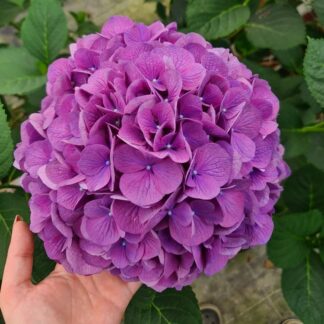 Hydrangea Macrophylla 'Devine' – Large-Flowered Mophead Hydrangea