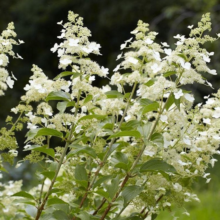 Large Hydrangea Paniculata Kyushu - Panicle Hydrangea