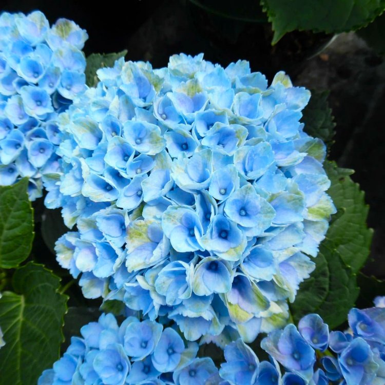 Amazing Powder Blue Hydrangea Macrophylla Magical Revolution - Large Flowered Mophead Hydrangea - XXXL Plants