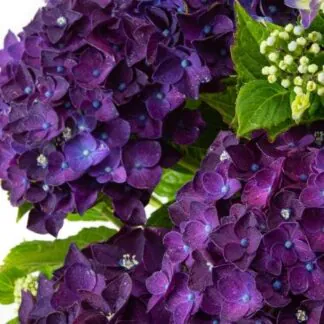 Mophead - Hydrangea Macrophylla Rodeo Deep Purple - Large Flowered Mophead Hydrangea - XXXL Plants
