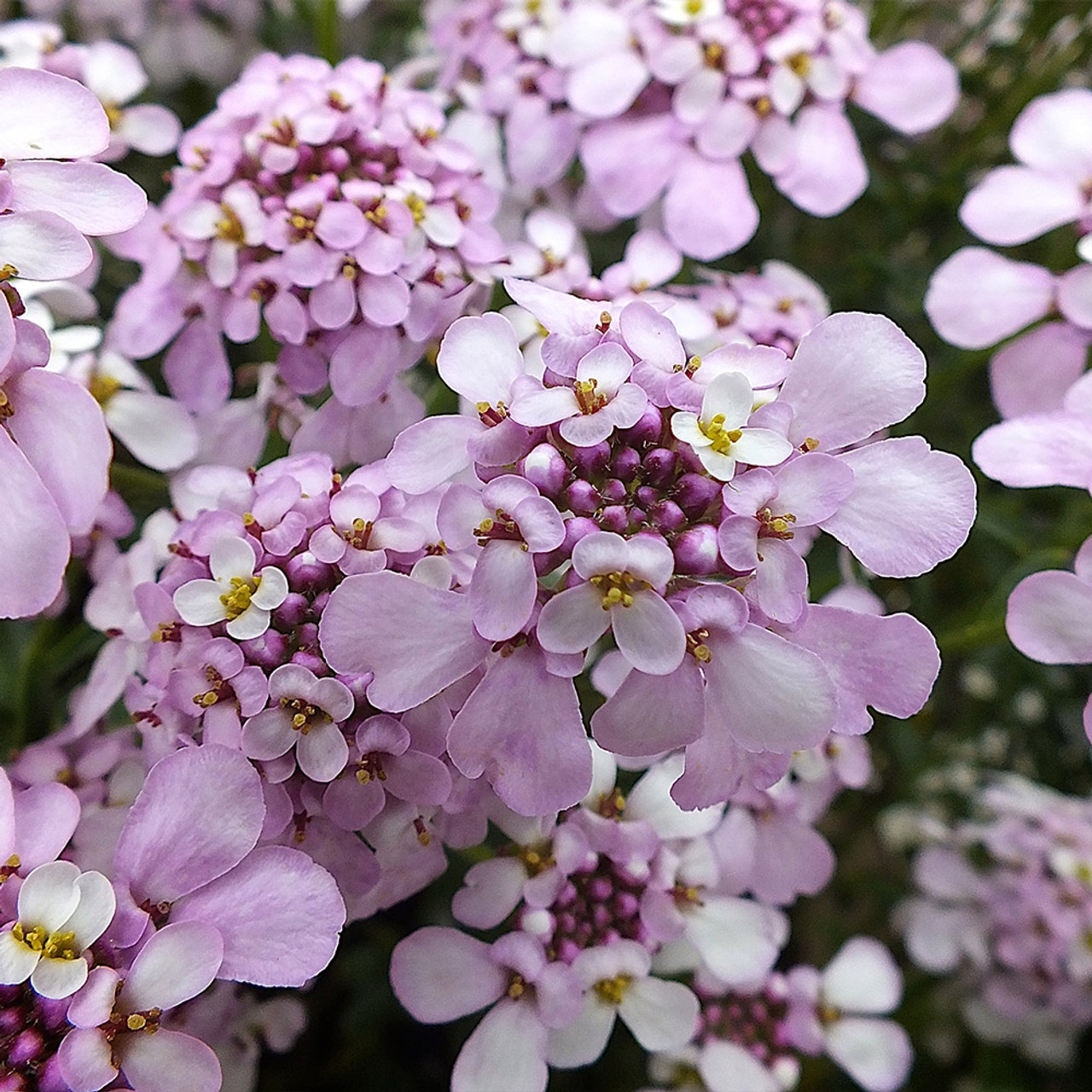 Iberis Pink Ice - in Bud & Bloom
