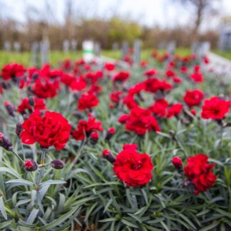 Dianthus Rebekah - Sumptuous Crimson Cherry Red Flowers - in Bud & Bloom