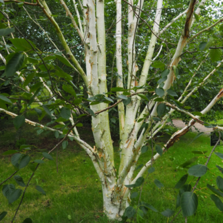 Betula Jacquemontii 'Silver Shadow' - Himalayan Birch - Circa 2m Tall