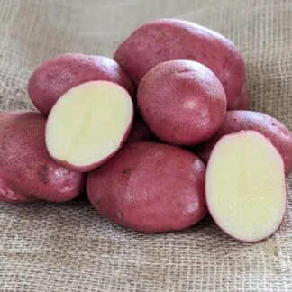 Java - Main Crop Seed Potatoes - Pack of 10