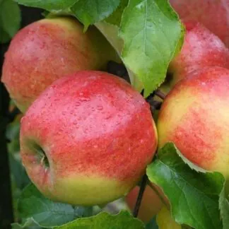 Apple Tree - James Grieve Bush (M26) - 150-170cm Tall