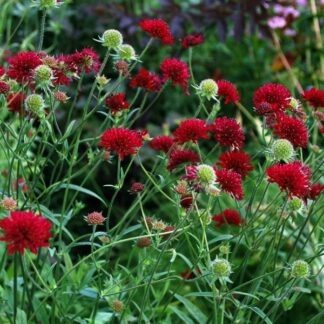 Knautia Macedonica Mars Midget
