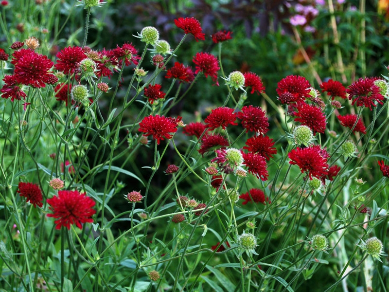 Knautia Macedonica Mars Midget