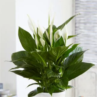 Large Peace Lily in Bud & Bloom