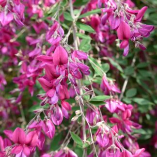 Lespedeza Thunbergii