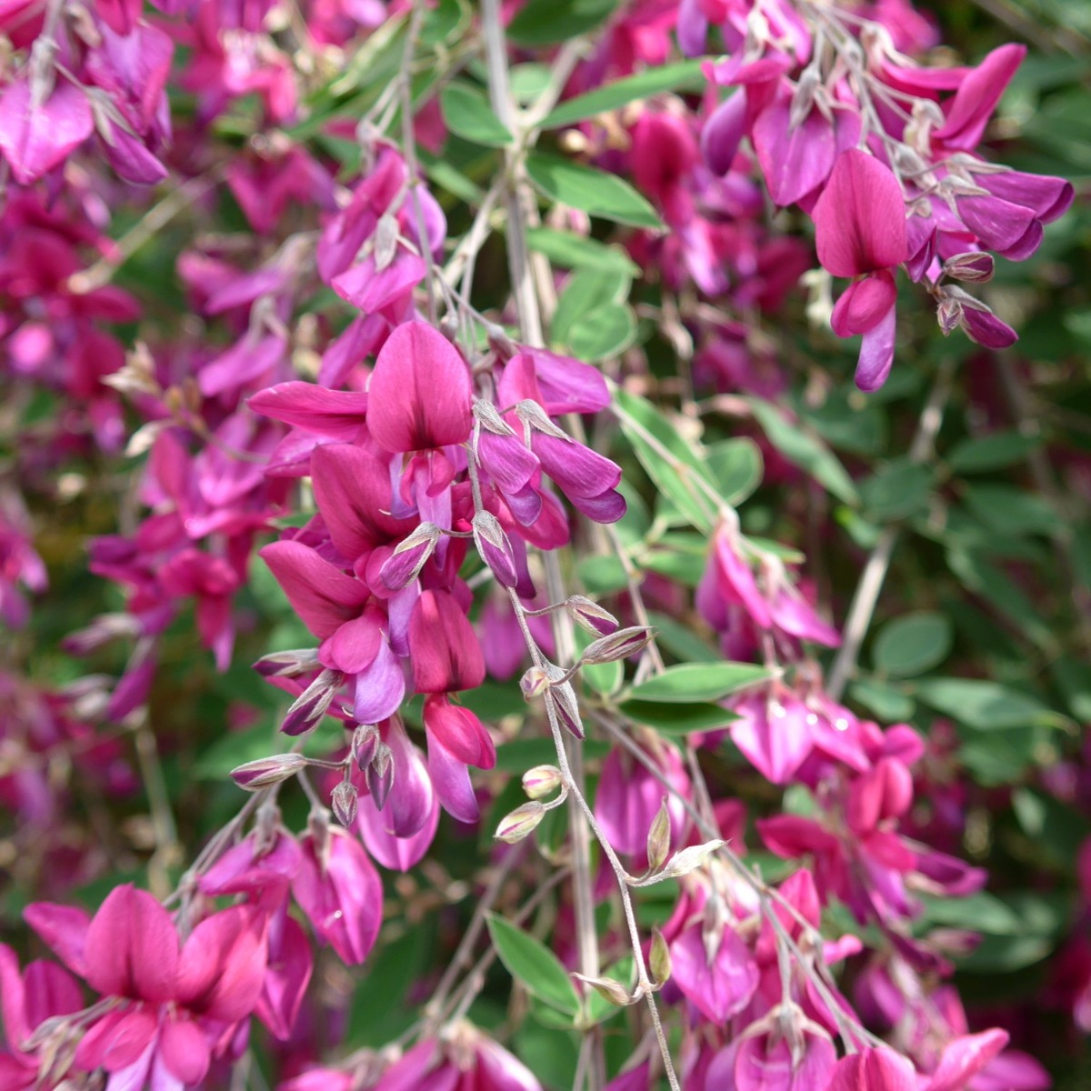 Lespedeza Thunbergii