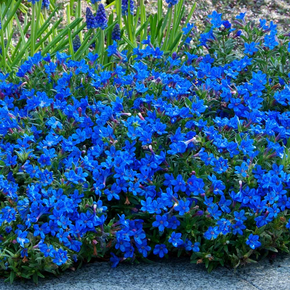 Lithodora Diffusa Grace Ward - Heavenly Blue